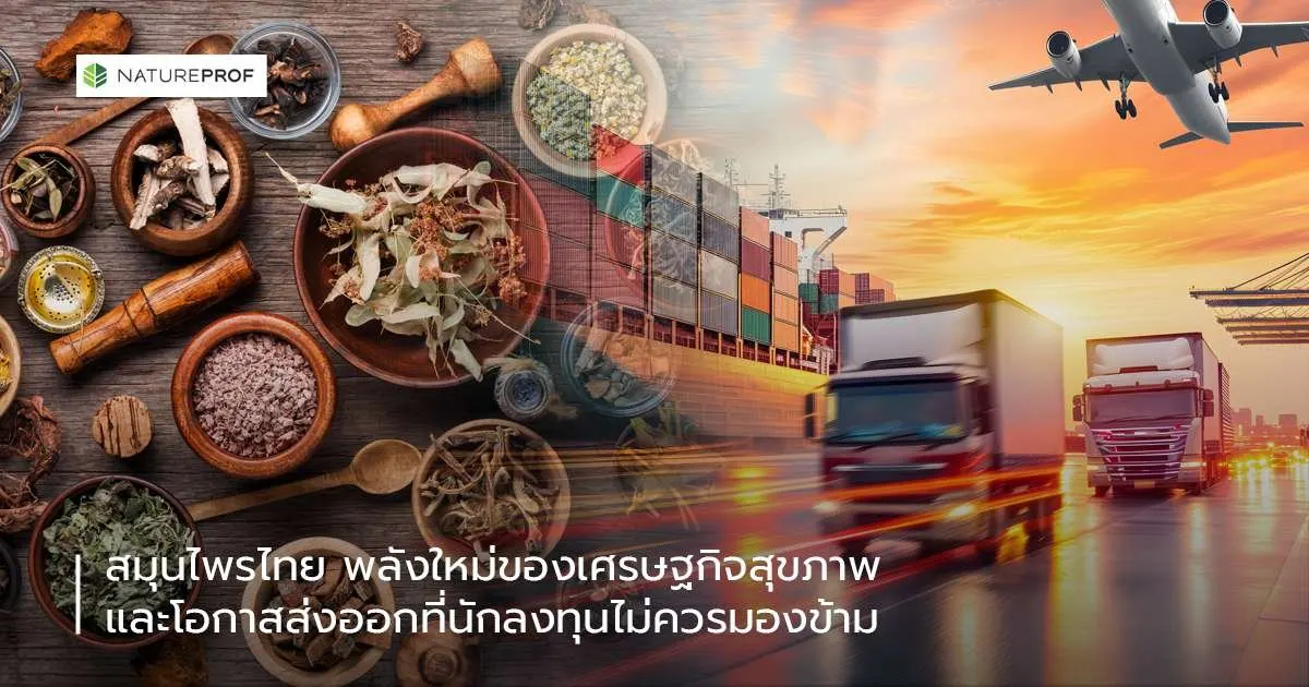 สมุนไพรไทย พลังใหม่ของเศรษฐกิจสุขภาพ และโอกาสส่งออกที่นักลงทุนไม่ควรมองข้าม