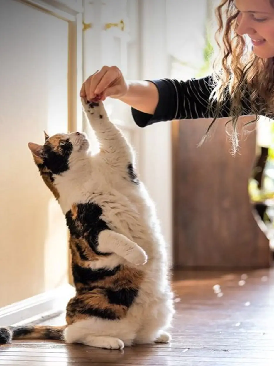 ผลิตภัณฑ์สำหรับสัตว์เลี้ยง