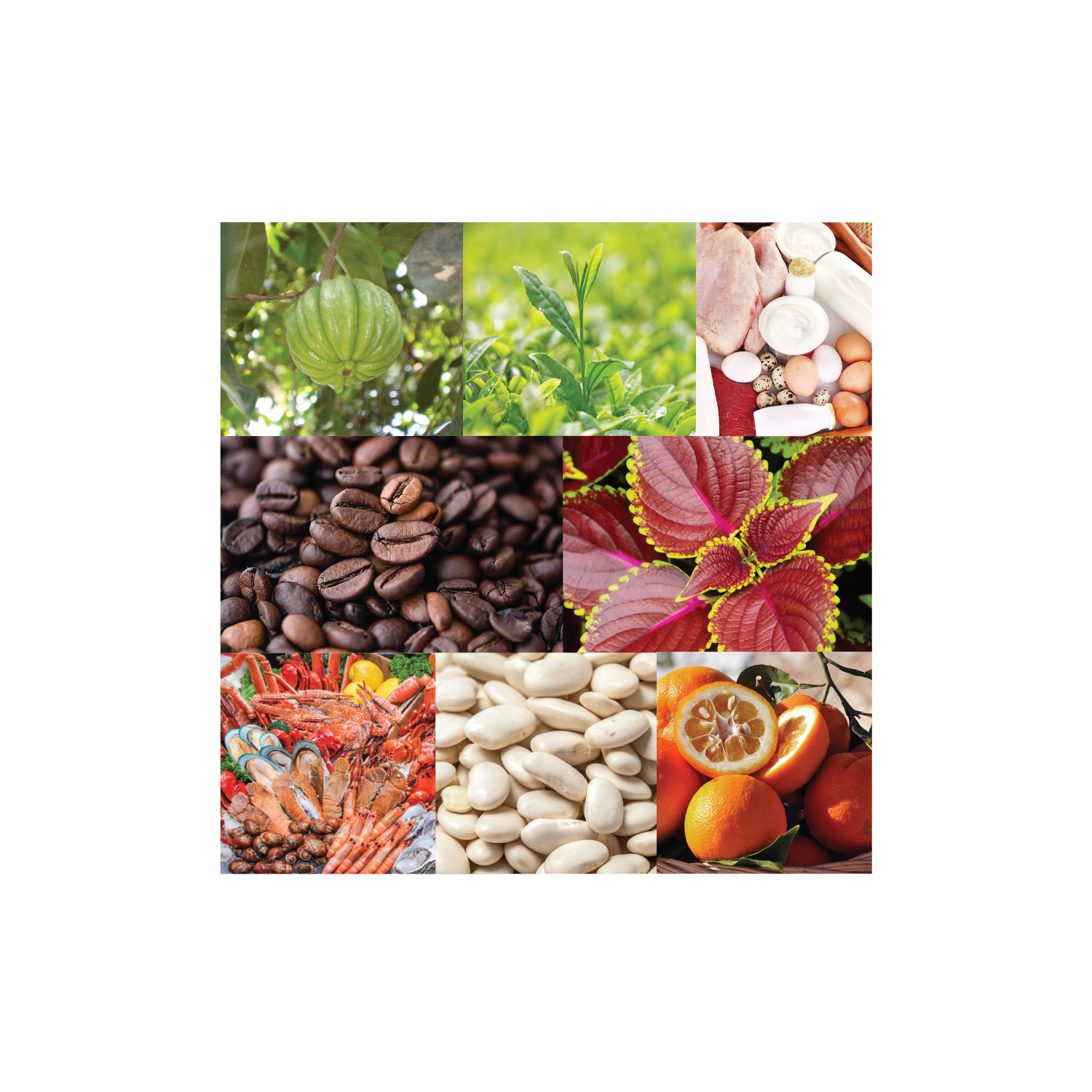 สารสกัดจากธรรมชาติที่มีลิขสิทธิ์: ทางเลือกใหม่ในการลดน้ำหนักอย่างมีประสิทธิภาพ