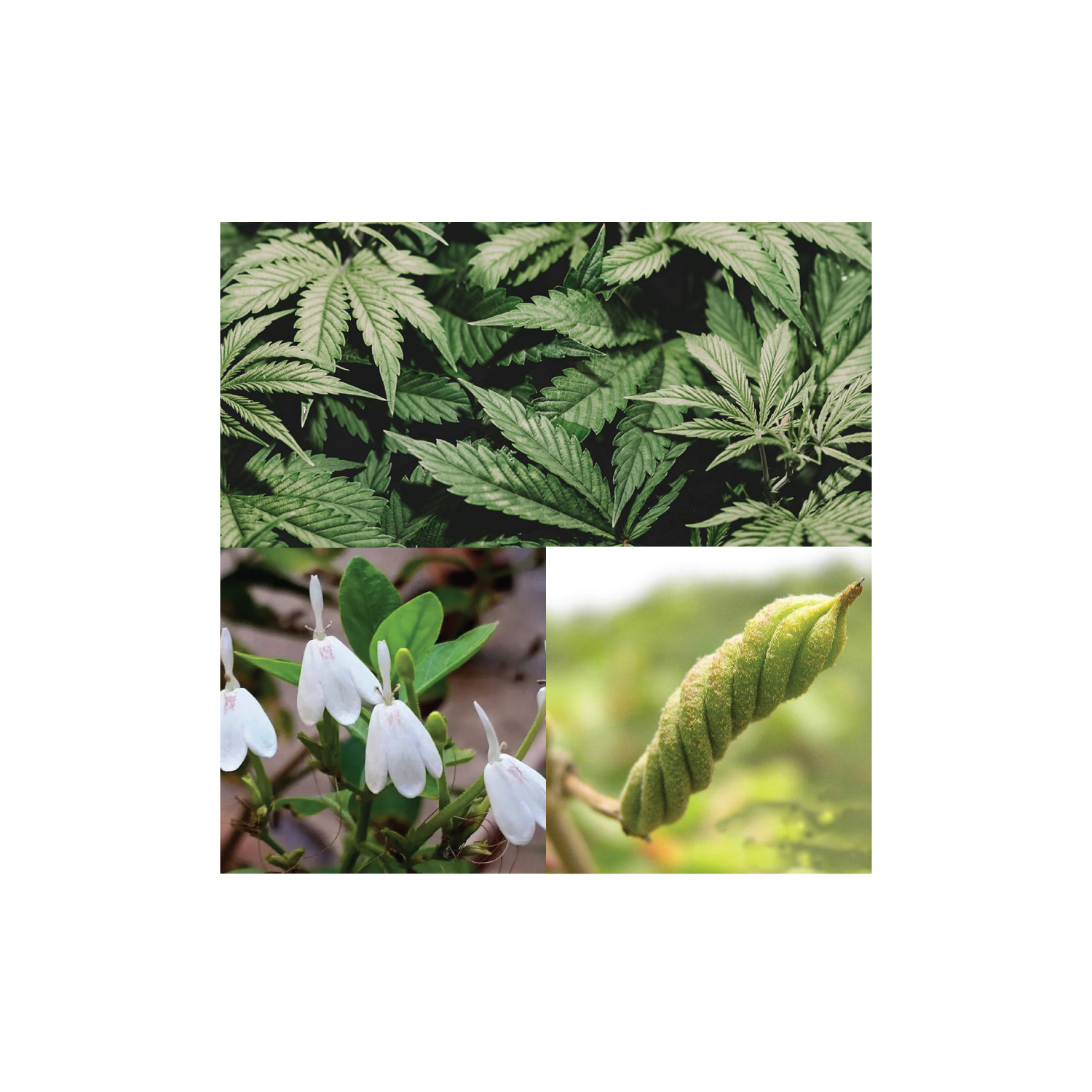 กรมวิทยาศาสตร์การแพทย์เผยนวัตกรรมสมุนไพร ปี 2568 ยกระดับสมุนไพรไทยสู่ผลิตภัณฑ์สุขภาพยุคใหม่